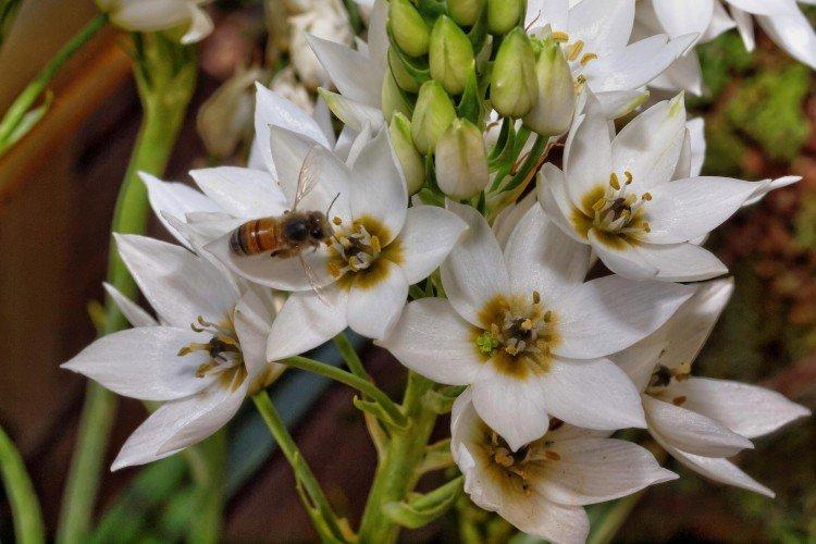 Птицемлечник – фото