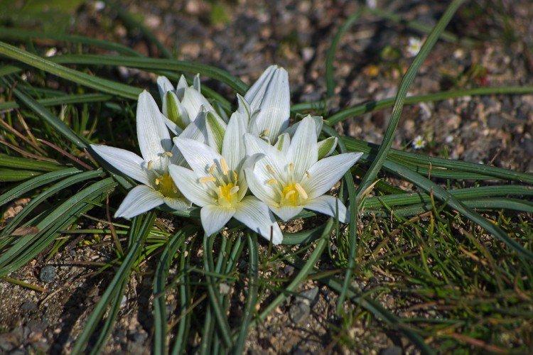 Птицемлечник – фото