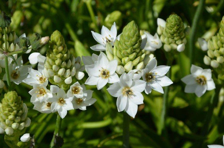 Птицемлечник – фото