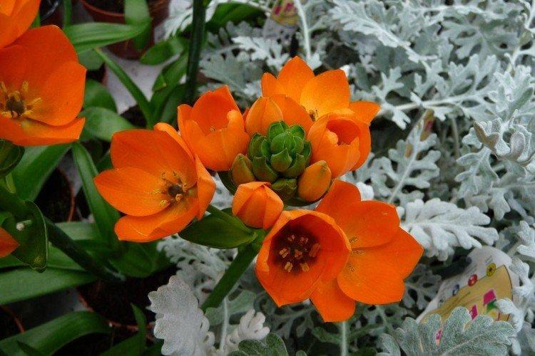 Птицемлечник – фото