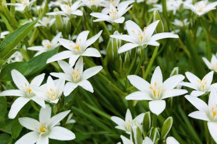 Птицемлечник – фото