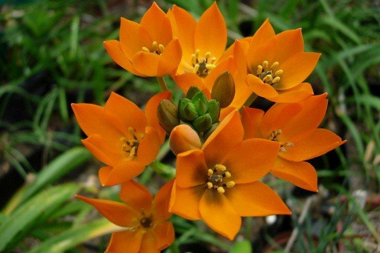 Птицемлечник – фото