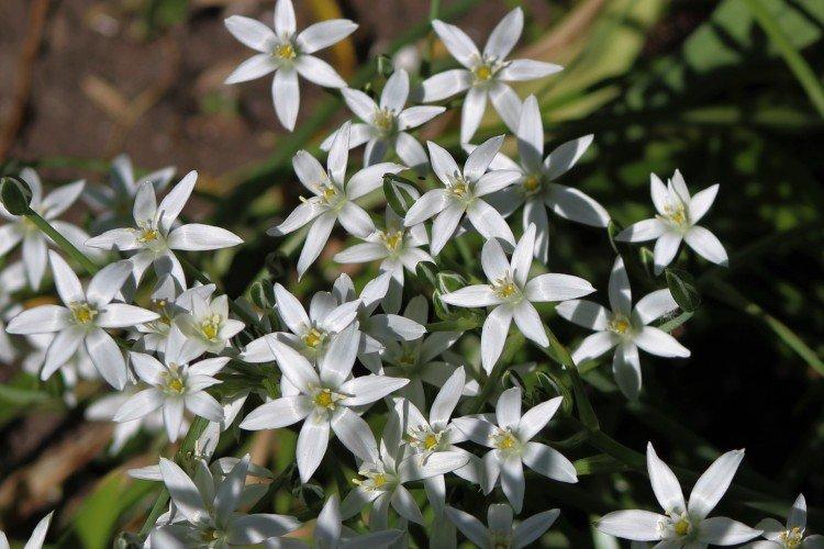 Зонтичный птицемлечник