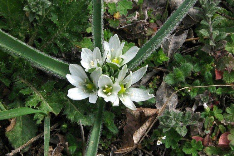 Бахромчатый птицемлечник