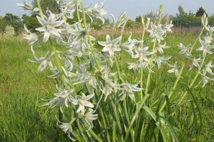 Поникший птицемлечник