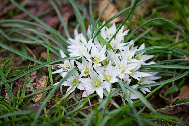 Плосколистный птицемлечник