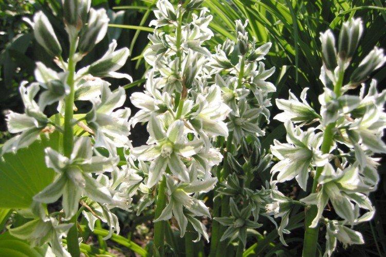 Птицемлечник Буше