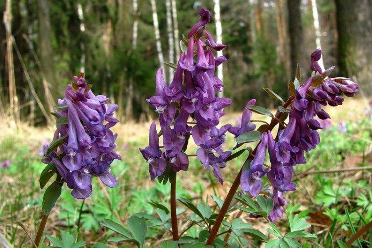 Хохлатка – фото