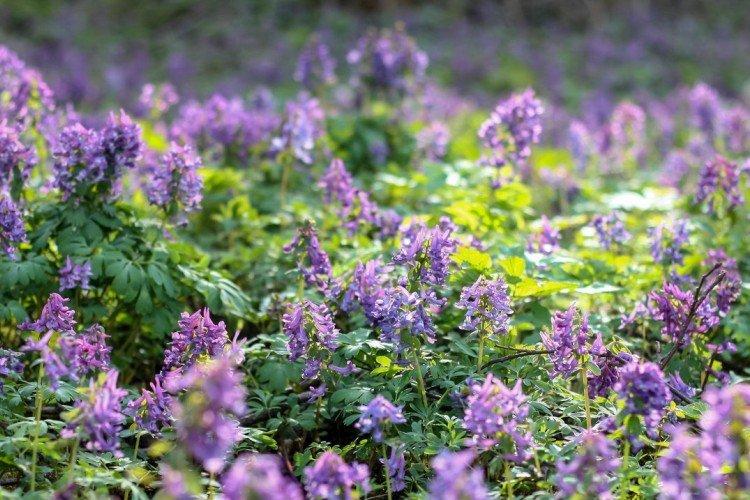 Хохлатка – фото