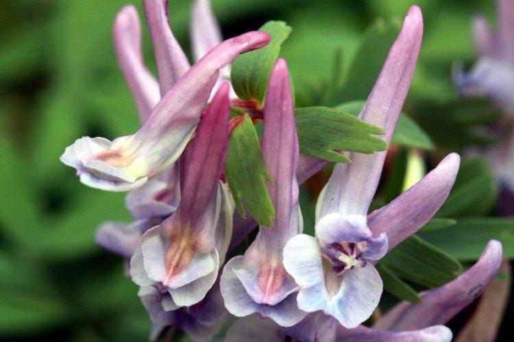 Хохлатка – фото