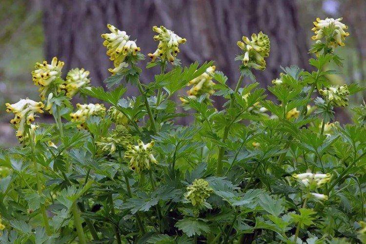 Благородная хохлатка