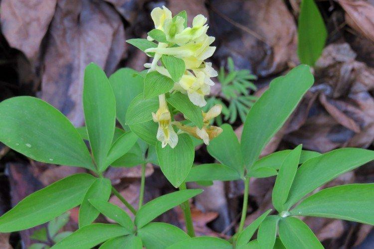 Хохлатка – фото