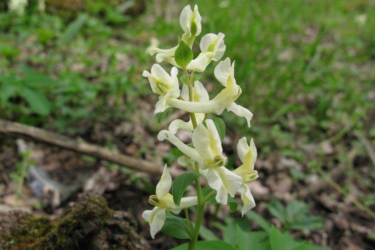 Хохлатка – фото