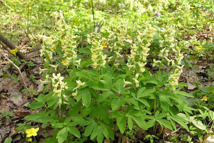 Хохлатка – фото