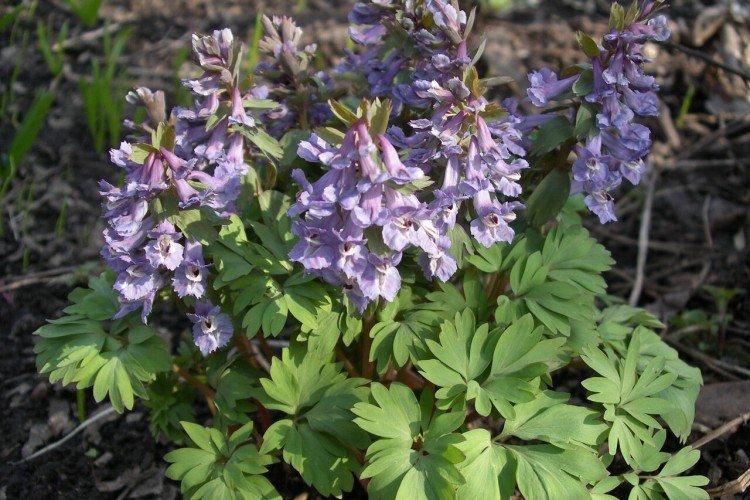 Плотная хохлатка