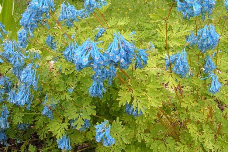 Хохлатка – фото