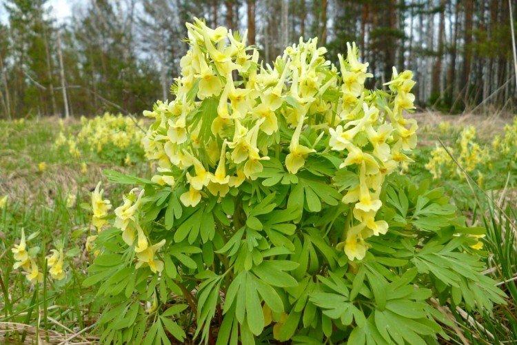 Хохлатка – фото