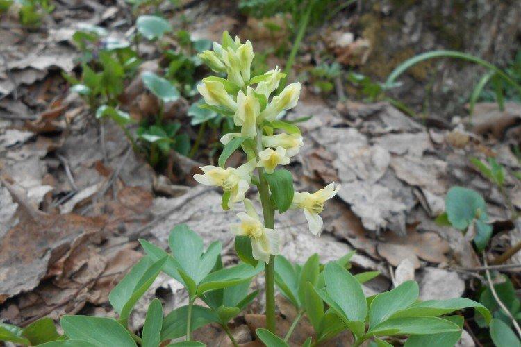 Хохлатка – фото