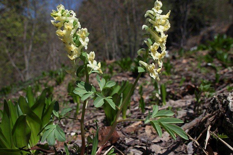 Хохлатка Маршалла