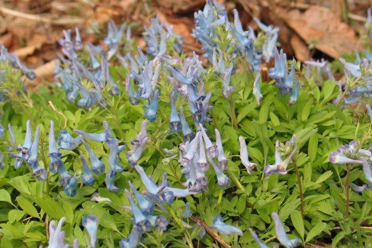 Сомнительная хохлатка