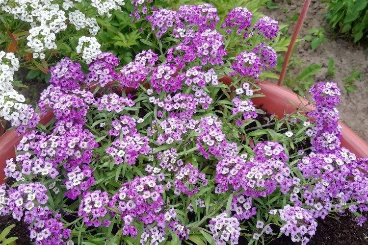 Борьба с вредителями и болезнями