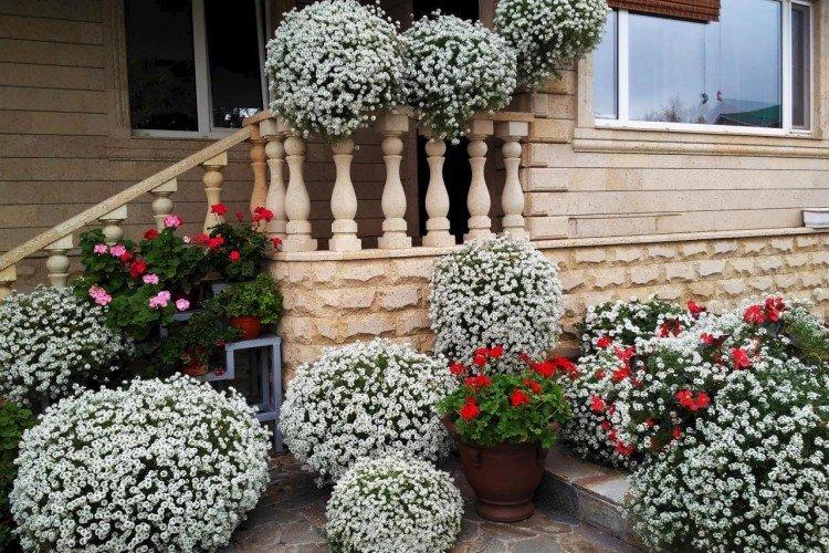 Лобулярия – фото