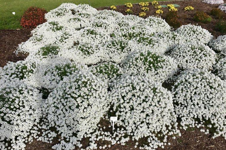 Лобулярия – фото