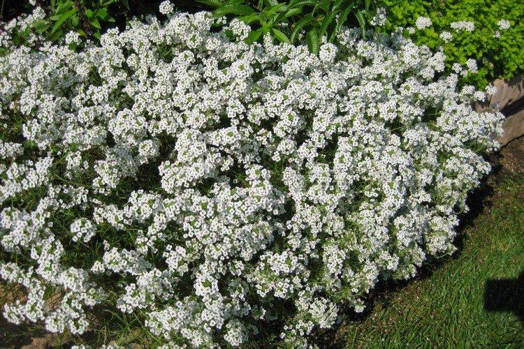 Лобулярия – фото