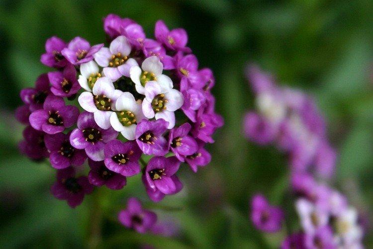 Лобулярия – фото