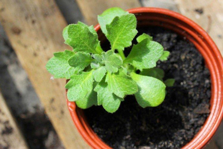 Посадка и размножение обриеты