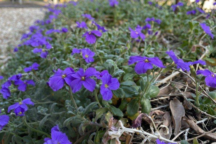 Борьба с вредителями и болезнями