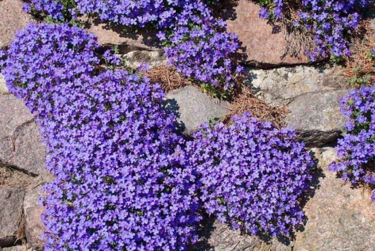 Обриета – фото