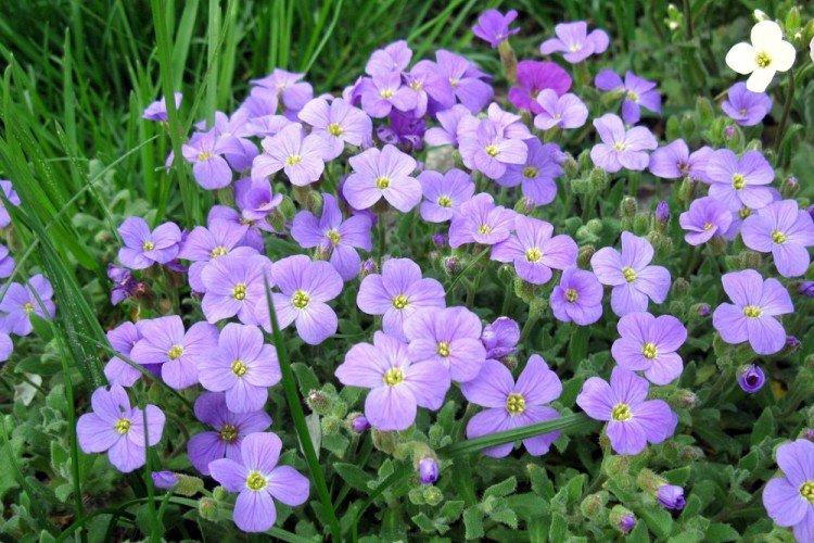 Обриета – фото