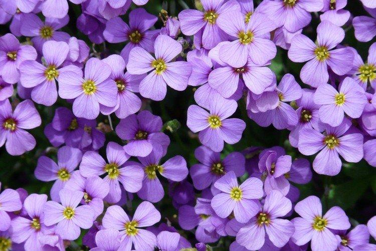 Обриета – фото