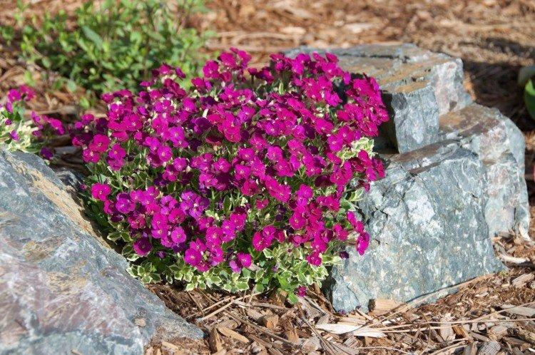 Обриета – фото