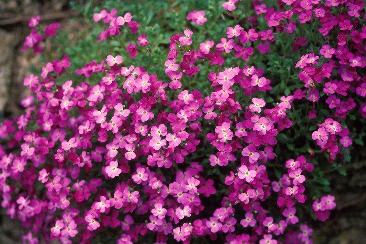 Обриета – фото