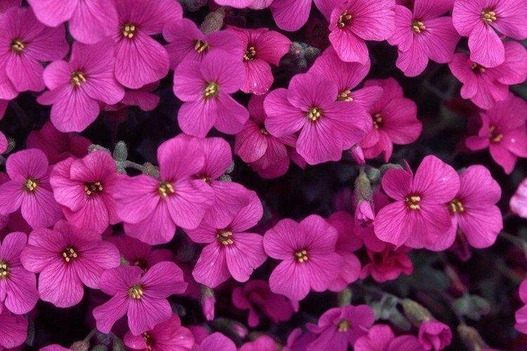 Обриета – фото