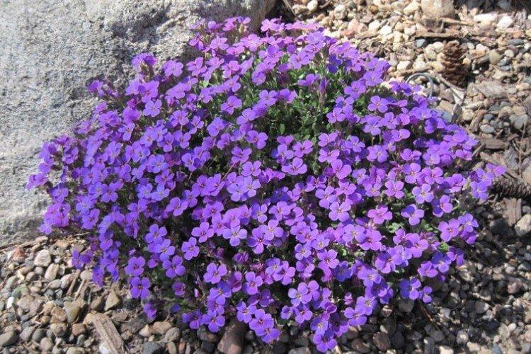 Дельтовидная обриета