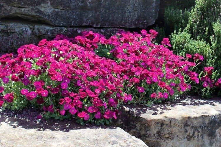 Колоновидная обриета