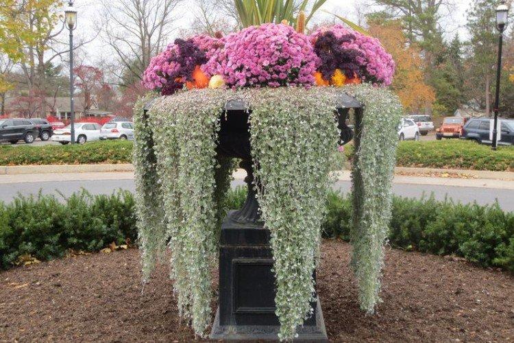 Дихондра (50 фото): виды, выращивание и правильный уход