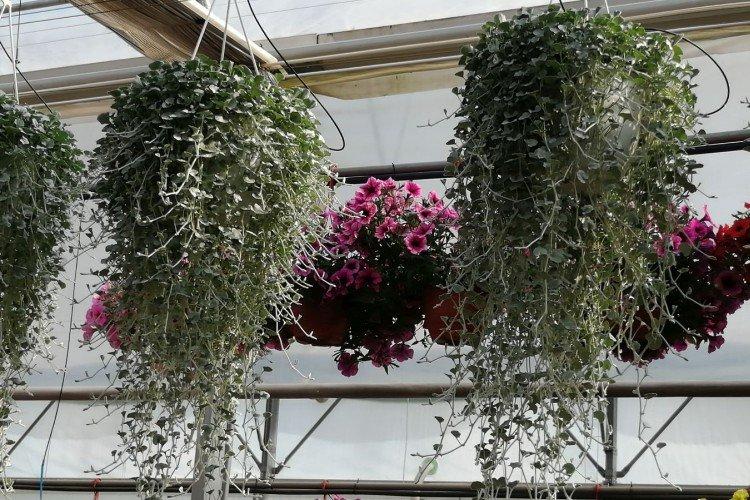 Дихондра – фото