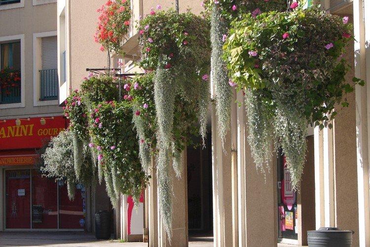 Дихондра – фото