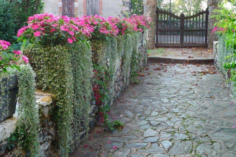 Дихондра – фото