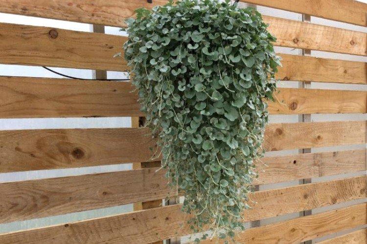 Дихондра – фото