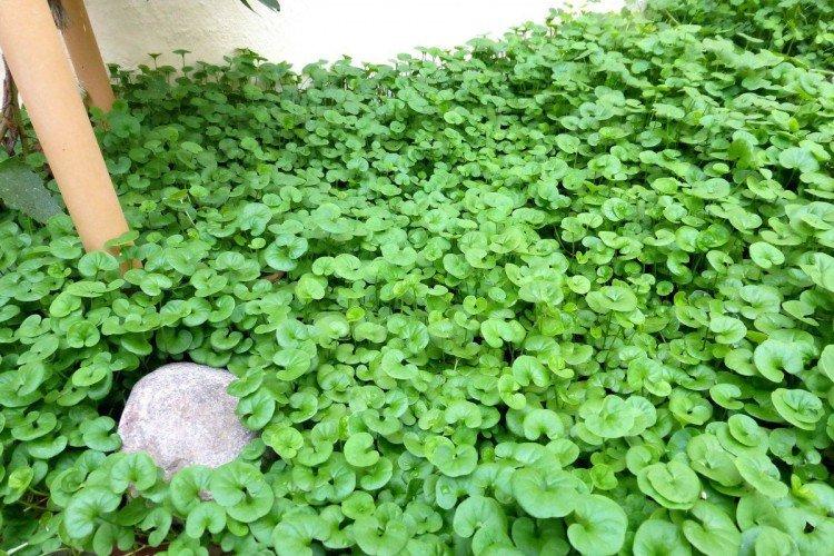 Дихондра – фото