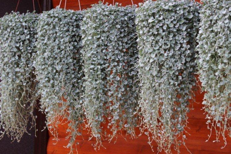 Серебристый водопад