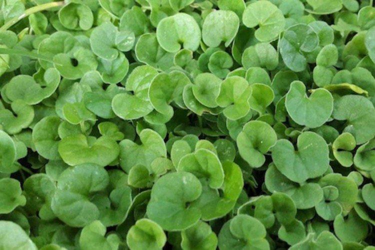 Дихондра – фото