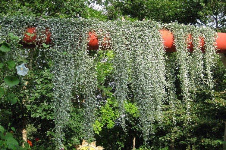 Температура