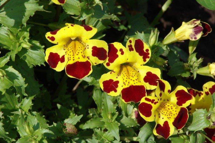 Удобрения и подкормка