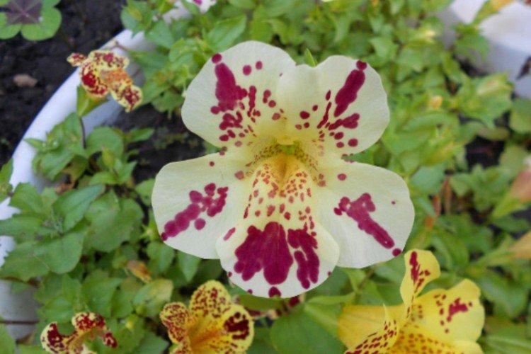 Мимулюс – фото